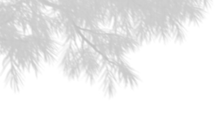 Shadow shade leaves tree branches on transparent 3d render png