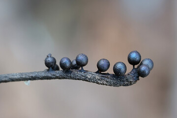 Lamproderma echinosporum, a nivicolous slime mold from Finland, no common English name