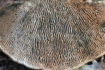 Oak mazegill, also called maze-gill fungus, scientific name  Daedalea quercina, wild bracket fungus from Finland