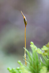 Dicranum scoparium, commonly known as broom forkmoss or broom moss
