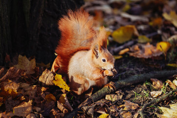 Naklejka na ściany i meble Cute squirrel in autumn leaves. Fall season in park. City park wildlife. Ginger color fur. Long fluffy tail. Adorable little squirrel. Autumn in forest. Wildlife background. Squirrel eating a nut.