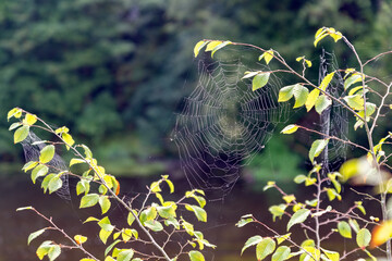 spider web in the forest on the river bank