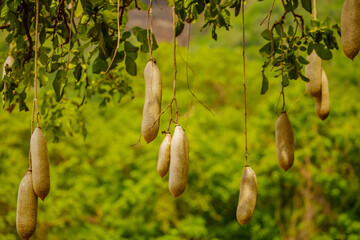Fruits of Sausage Tree Kigelia in Africaclose-up in a dense