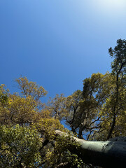 Beautiful green tree and clear blue sky