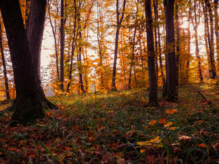 Fairytale autumn forest with orange leaves. Magical place. Atmospheric woods In the morning. Magical atmosphere.