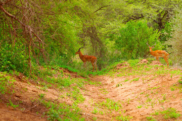 a small flock of gazelles in their natural environment