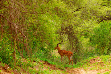 a small flock of gazelles in their natural environment
