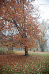An autumn scene with a leaf-covered ground.