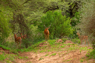 a small flock of gazelles in their natural environment