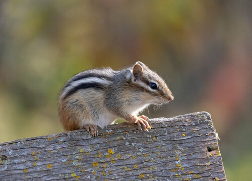 Least chipmunk on old wood post