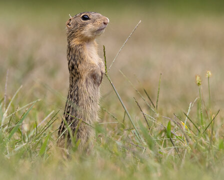 thirteen-lined ground squirrel erect