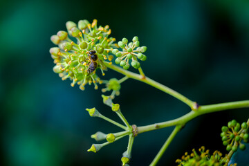 Abeja en el bosque bebiendo el néctar de una flor