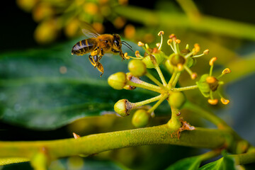 Abeja en el bosque bebiendo el néctar de una flor