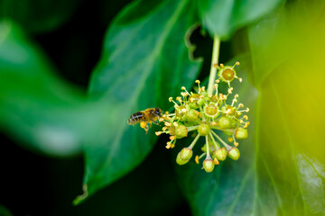 Abeja en el bosque bebiendo el néctar de una flor