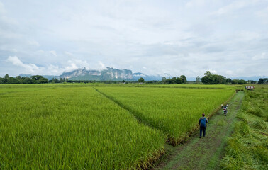 fresh morning view of phuphaman mountain with foggy in thailand, local travel location for nature love in natural