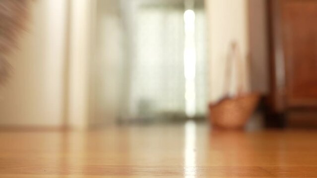 fluffy domestic cat lies on parquet floor