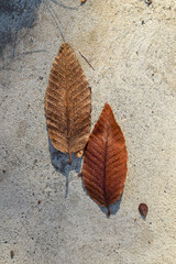 dúo de hojas de otoño sobre piedra