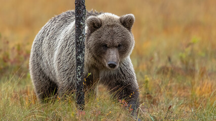 Fototapeta premium Braunbär