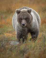 Obraz premium Braunbär