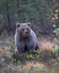 Obraz premium Braunbär