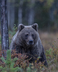 Braunbär