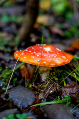 Amanita muscaria red fly mushroom, , wet mushroom, in a fall forest with wet fallen leaves closeup 