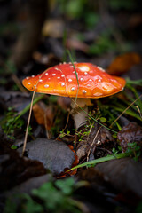 Amanita muscaria red fly mushroom, , wet mushroom, in a fall forest with wet fallen leaves closeup 