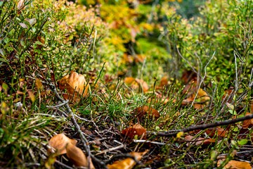 Autumn leaves on grass, autumn background 