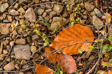  Autumn leaves on stones, autumn background 