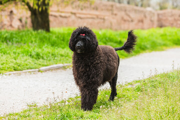 Portrait of Cão de água português, black curly-coated dog outdoors