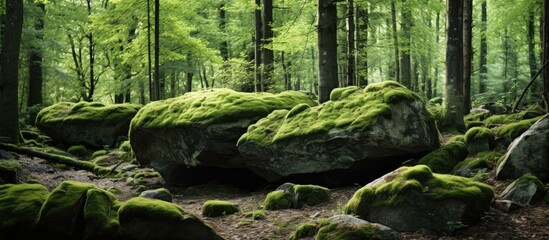 Moss covered trees conceal big rocks within the lush green forest during the summer seasons - obrazy, fototapety, plakaty