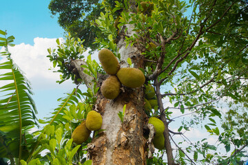 African fruits named Jackfruit scientific name Artocarpus