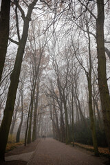 A forest path on a misty day - autumn background