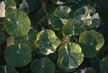 floral background of variegated nasturtium leaves in light warm colors of the Alaska variety selective focus