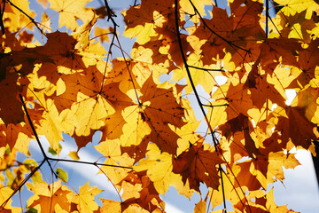 Autumn yellow leaves on tree. Leaves isolated on blue sky. Fall season nature background. Tree top dry leaves falling. Tree crown isolated on blue sky. Vibrant color autumn sunlight landscape.