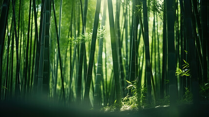 Lush greens and strong vertical lines of trees in a bamboo grove.