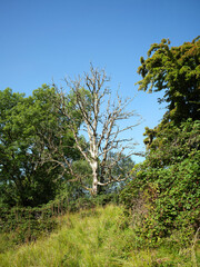 Against a clear, blue sky, Ash Die Back has taken its toll on this dead ash tree on the west coast of Scotland near Strachur