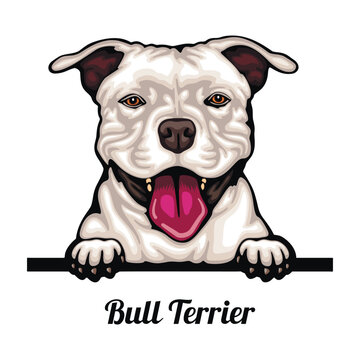 Bull Terrier - Color Peeking Dogs - breed face head isolated on white