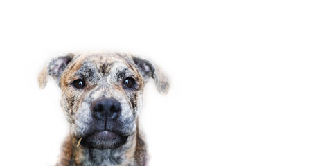 young Ca de Bou puppy of brindle color looking at the camera on a white background close-up portrait with space for text