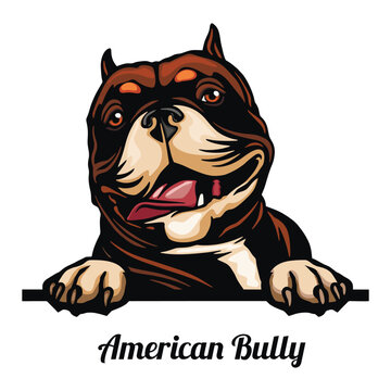 American Bully - Color Peeking Dogs - breed face head isolated on white