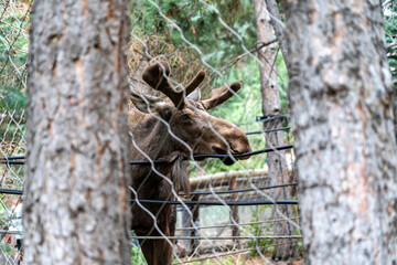 Young bull moose in a zoo