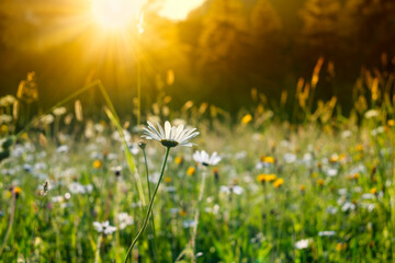 Field of colorful wild flowers drenched in rays of warm sunlight - obrazy, fototapety, plakaty