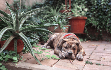  young Ca de Bou puppy of brindle color lies on the terrace among the plants and looks at the camera