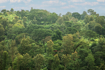 lush green West African rain forest © Elena