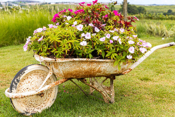 old wheelbarrow with flowers
