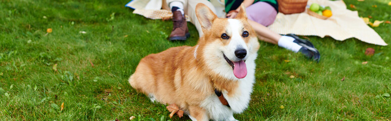 adorable corgi dog lying on green grass near blurred and happy couple during picnic, banner