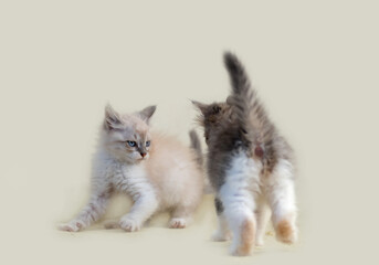   two little kittens playing