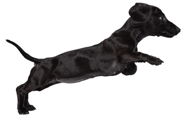 Beautiful puppy, purebred dog, dachshund dog jumping, running isolated transparent background....