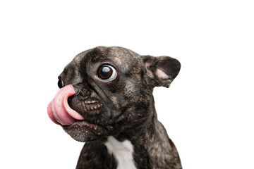 Beautiful, adorable, cute dog, purebred puppy of French bulldog posing isolated on transparent background. Tongue sticking out. Concept of motion, pets love, animal life.