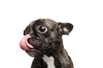 Beautiful, adorable, cute dog, purebred puppy of French bulldog posing isolated on transparent background. Tongue sticking out. Concept of motion, pets love, animal life.